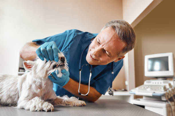 Best Emergency Dental Care for Trauma or Injury in Maeser, UT